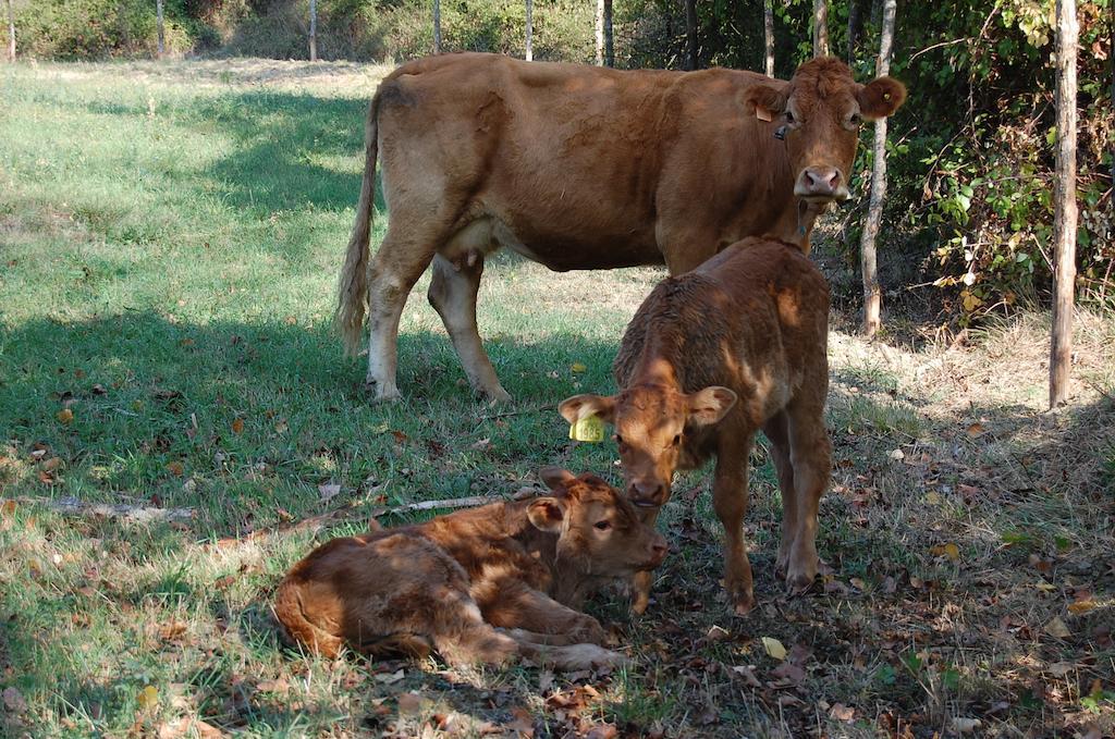 Willa Agriturismo Il Piano Pratovecchio Zewnętrze zdjęcie